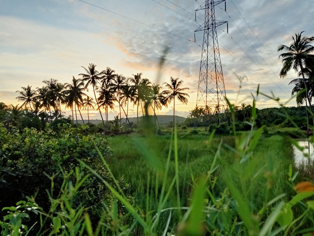 Sunset, tree, sky, red, nature , natural, Nature, Tree, Trees, Coconut, coconut tree, coconut leaf, tower, Photography, Sky, Sunset, Beautiful in sunlight, Sunlight, greens, greenery, Green, Green Field, Grass, water, 