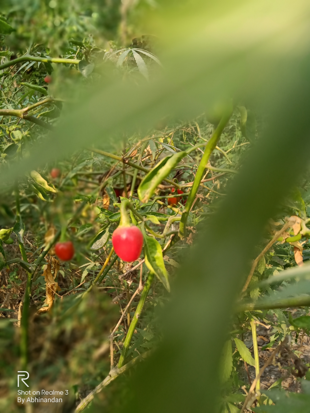 A chilli plant.. , #nature #photography #love #instagood #photooftheday #travel #sky #beautiful #art #naturephotography #like #landscape #sunset #photo #picoftheday #instagram #sun #beach #life #winter #sea #fun #cute #clouds #happy #naturelovers #summer #bhfyp, 