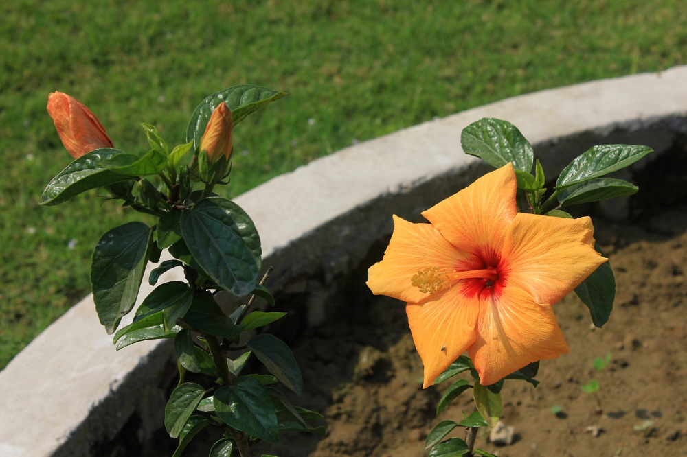 Pair of flowers, flower, pot, yellow, bud, beautiful
