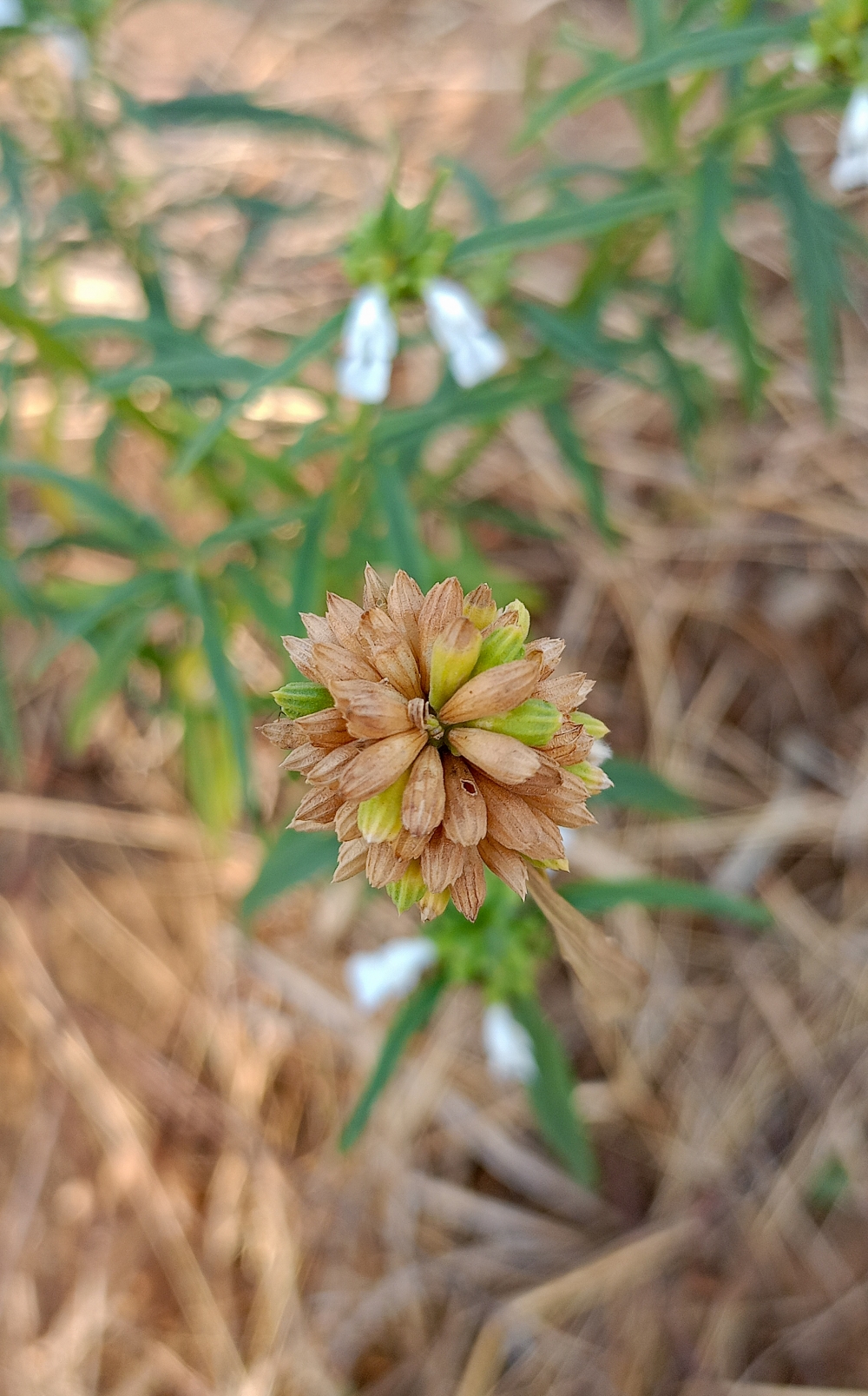 Common leucas.1, Common leucas, #nature #photography #love #instagood #photooftheday #travel #sky #beautiful #art #naturephotography #like #landscape #sunset #photo #picoftheday #instagram #sun #beach #life #winter #sea #fun #cute #clouds #happy #naturelovers #summer #bhfyp, summer tirathgarh waterfall waterfalls indianwaterfall  nationalpark kangervalleynationalpark Raipur CG forest HD wallpaper view kangervalley tirathgarh waterfall waterfalls jungle Bastar Chhattisgarh photosoftheday photo gallery wallpaper view kangervalley instapicture instagood viralpic, 