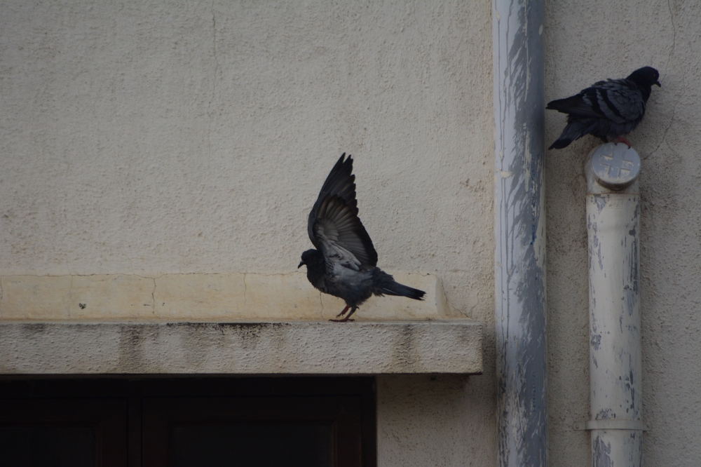 Pigeon fly, Pigeon, pigeons, 