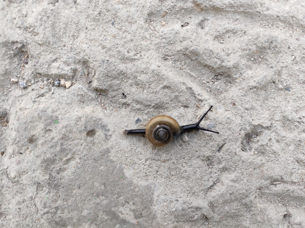 Snail, Wallpaper, 4k wallpaper, photo, pics, snail, asfgh, paper, wall, back round, 
