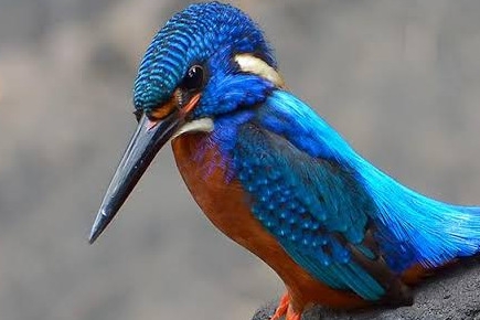 #KINGFISHER_SITTING_ON_A_STONE, #B