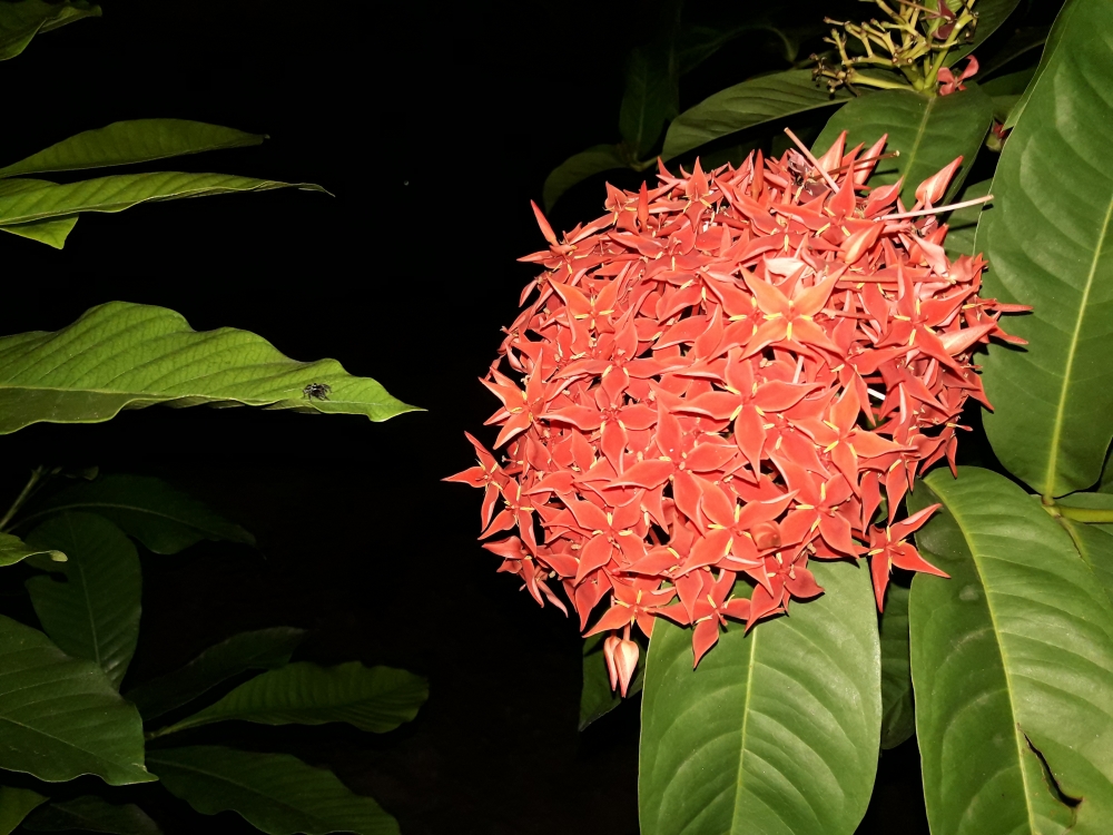 FLOWERS, Looking different at night 