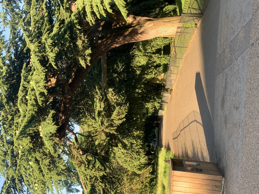 London Garden , #village #nature #sky #getlost #environment #peace #trees #bestshots, #london