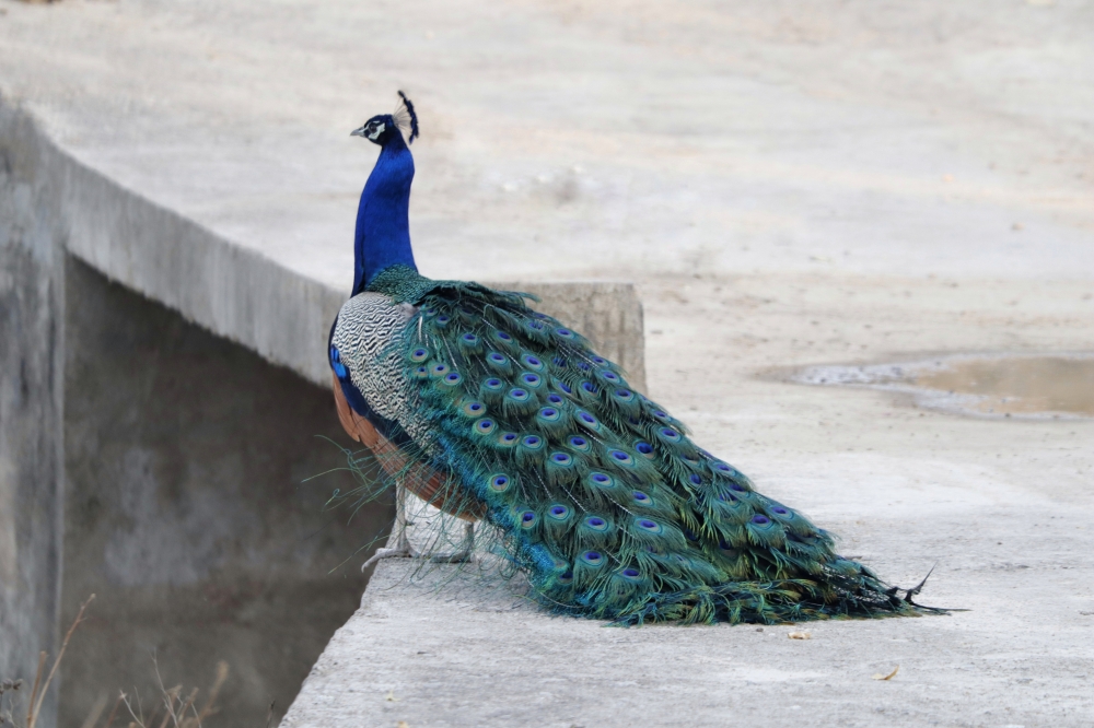 INDIAN PEAFOWLS, Peacock
