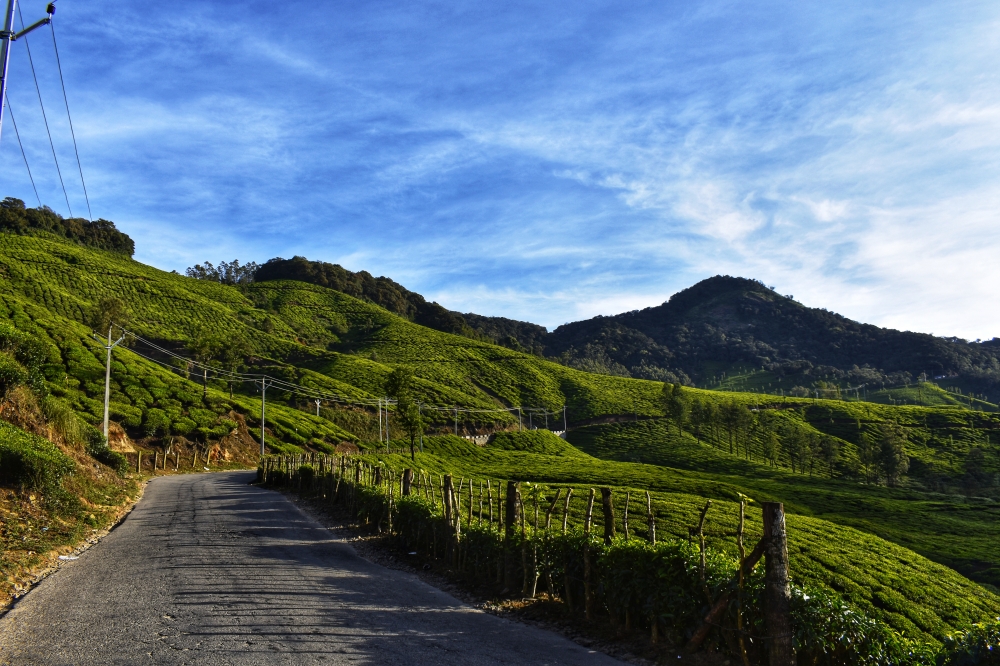 Beautiful Road in Tea Estate , Road, nature, beautiful, road trip, Hills, Tea Plant, Tea, teagarden, #Landscape# road, scenic, scenery, Green Field, greenery, 