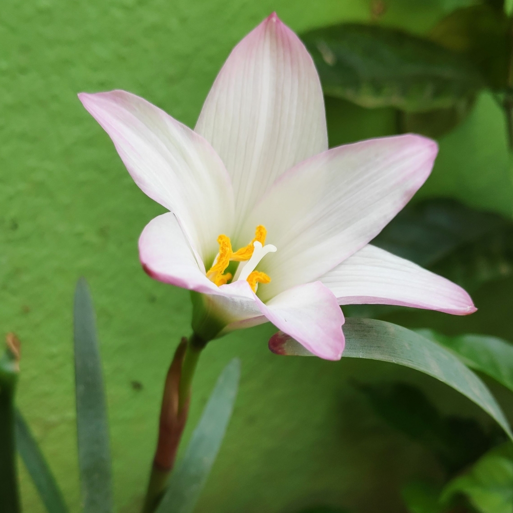 Beauty of flowers, #flower #rose #natural #beautiful #water_drop  #Valentine, 