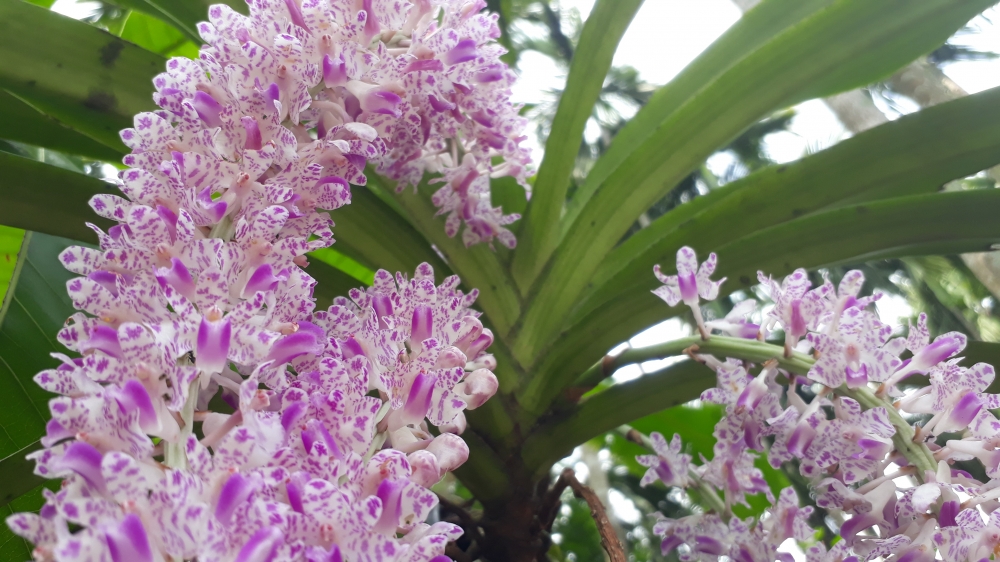 Orchid, orchid, nature, spring, kopouful, kapouphool, garden, beauty, bihu, assam, 