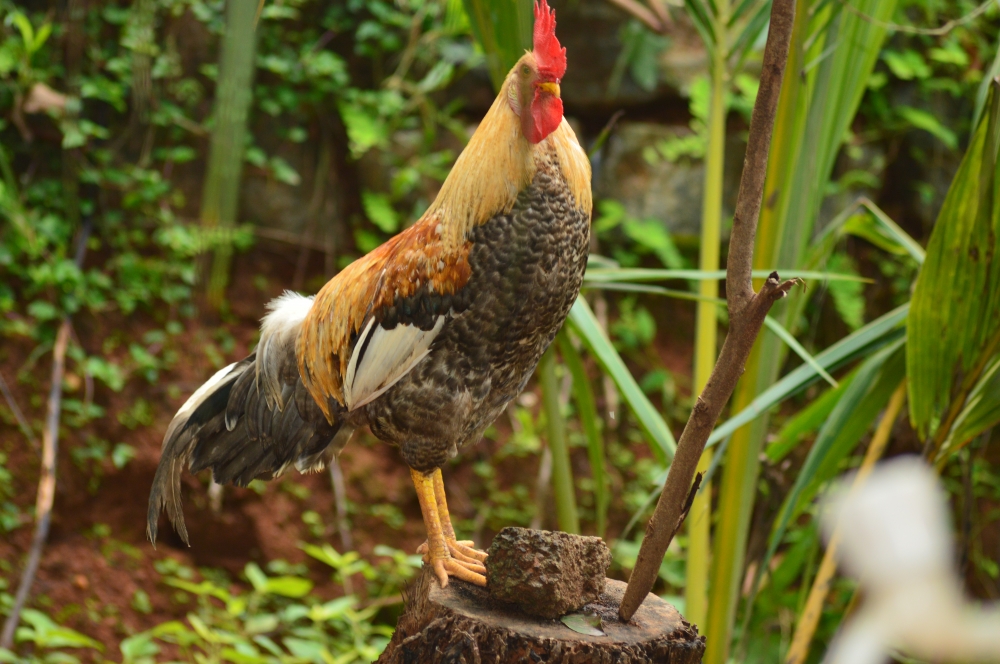 Rooster,bird,home,pet,Kerala, Rooster, bird, pet, home, homegrown, birdsofkerala, birds of kerala, Kerala, village, Nature, natural, India, 