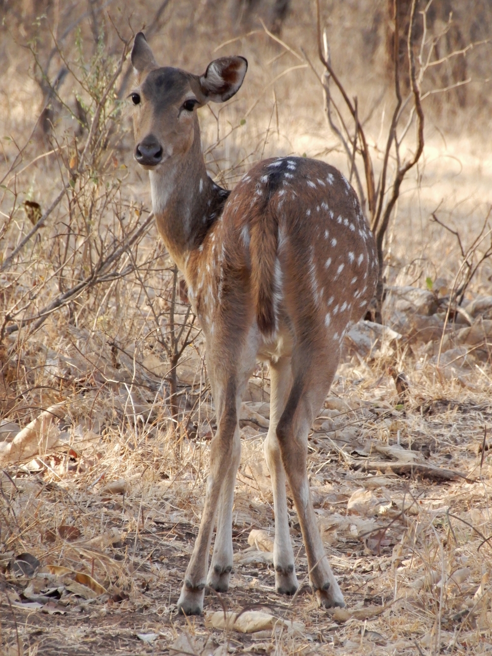 DEER, #deer #bokeh #morningvibes, 