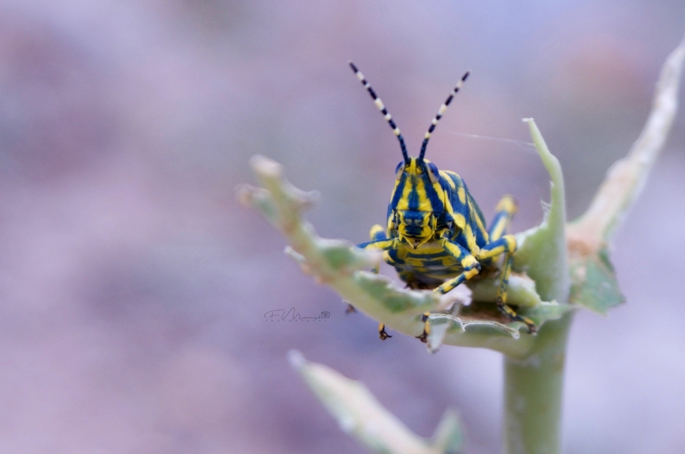 A different selfie! , #insect #photography #nikon, #selfie