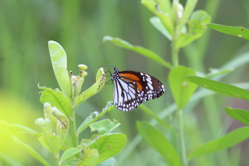 Butterfly, colourful, beautiful, nature, dslr