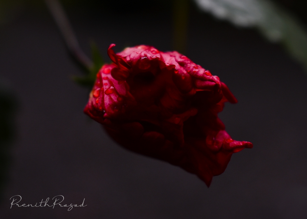 red flower, Flower, Flowers, Redflower, natural, Nature, Red, colorful, Love your life, happiness, 