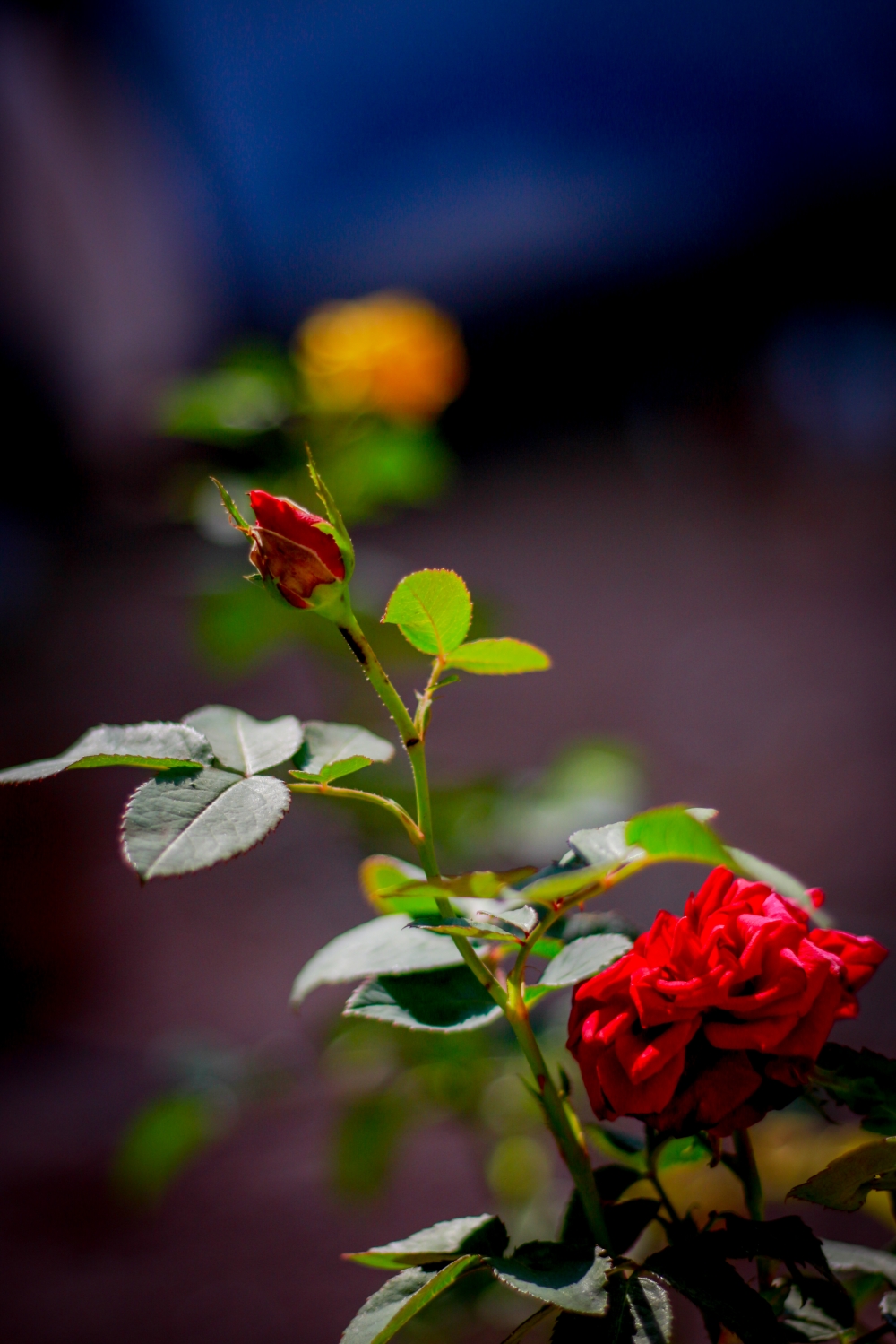 rose, flower ,rose ,natural ,beautiful  