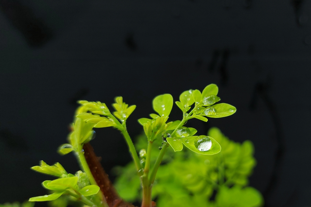 rain drops on leaf, rain drops on leaf,rain drops,drops,water drops,water,leafs,green,