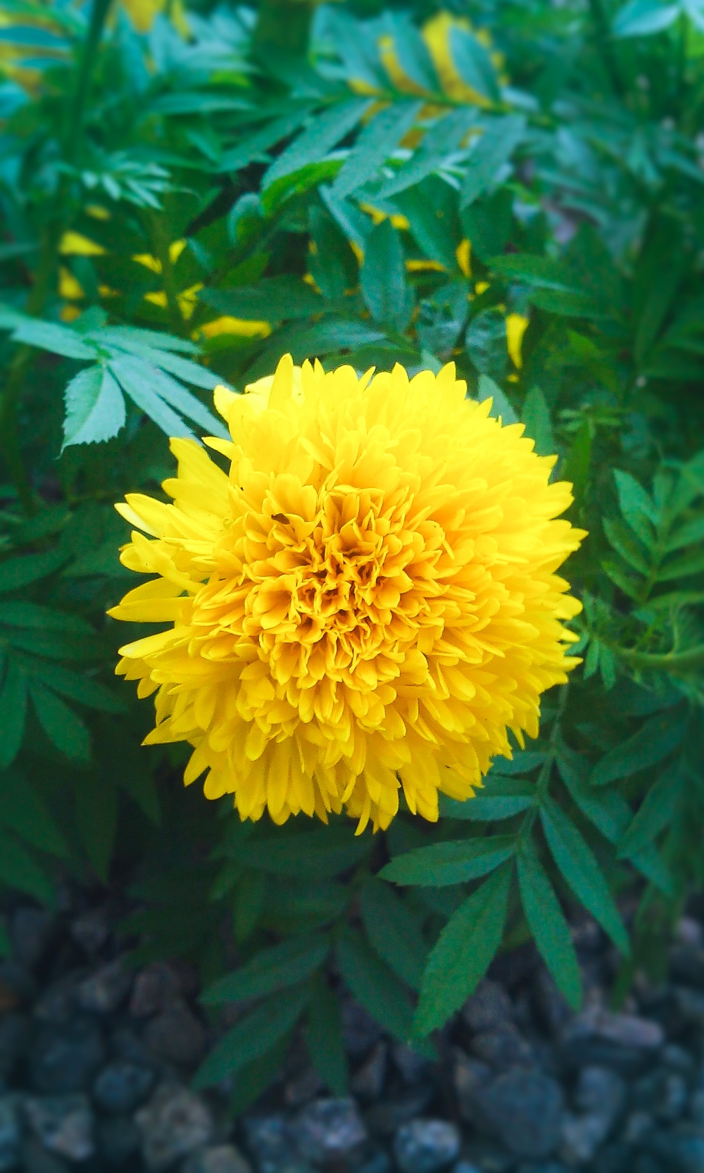 image of beautiful flower , image of beautiful flower, image,backgrounds,mobile photos,photography,