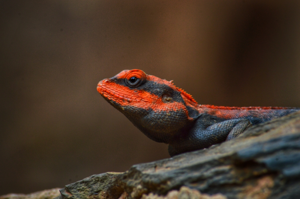 Rock agama, #Wildlife#lizard #rockagama# 