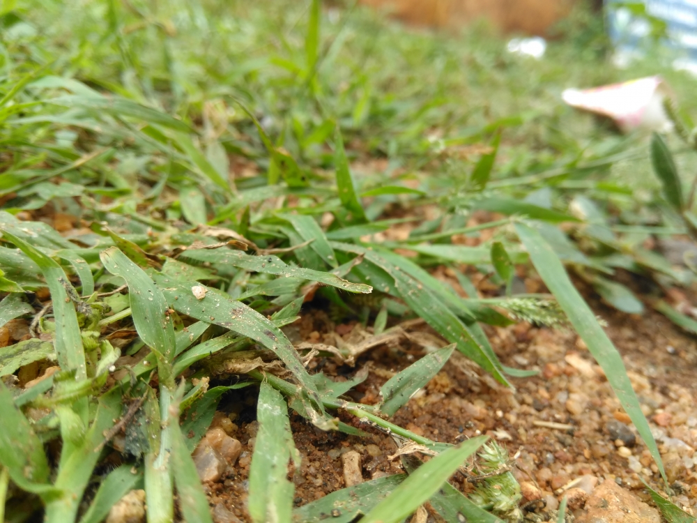 Green Grass , Green Field, Grass, o