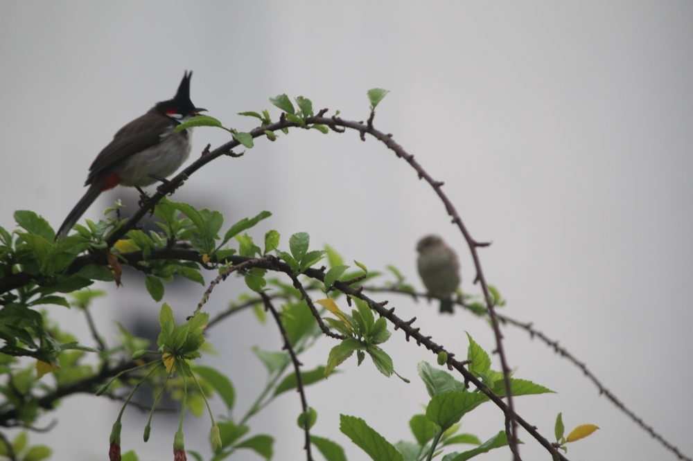 Bird on a branch, birds, bush, background, wallpaper, mynah