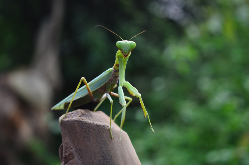 mantis, #wildlife #animal #wallpaper #hdclicks #animal #chhatishgarh #green