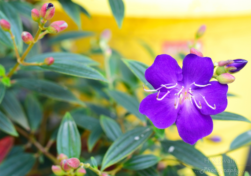 purple, nature , photography , love , instagood , photooftheday , travel , sky , beautiful , art , naturephotography , like , landscape , sunset , photo , picoftheday , instagram , sun , beach , life , winter , sea , fun , cute, clouds , happy , naturelovers , summer , bhfyp, glamour,Fashion, 