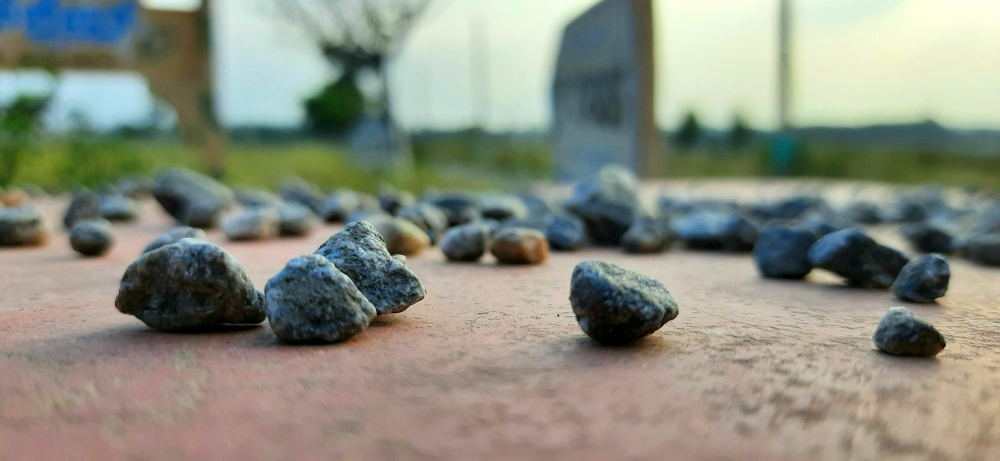 The focused rock , #flower #rose #natural #beautiful #water_drop  #mobile_photography, #rose, #rockagama #wildlife #nature #HDCLICK #wallpaper, 