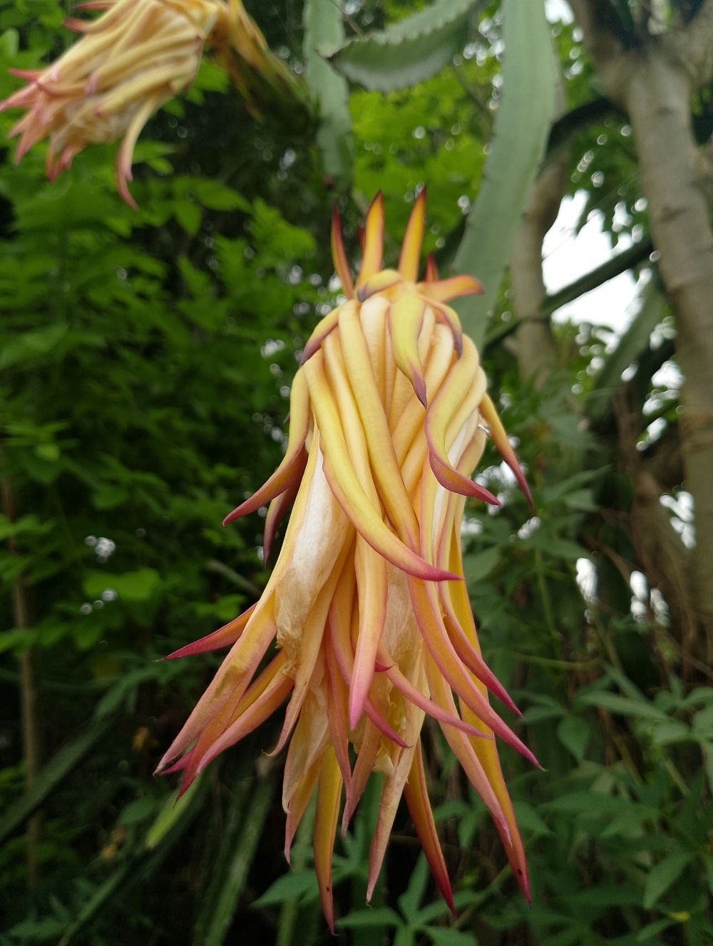 Dragon Fruit Flowers, Flowers