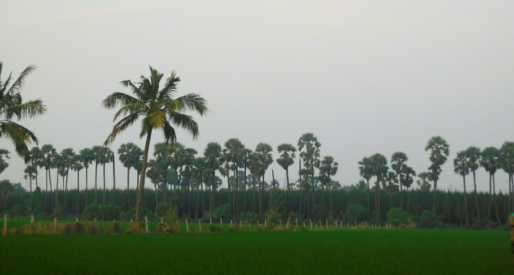 Growing gift , greenery, 