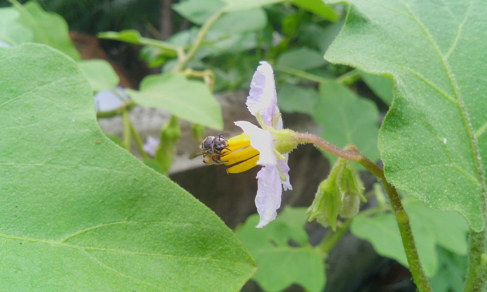 Bee  in flower, bee, bee in flower, flower,leaf,green,nature,landscape,photography,mobile photography