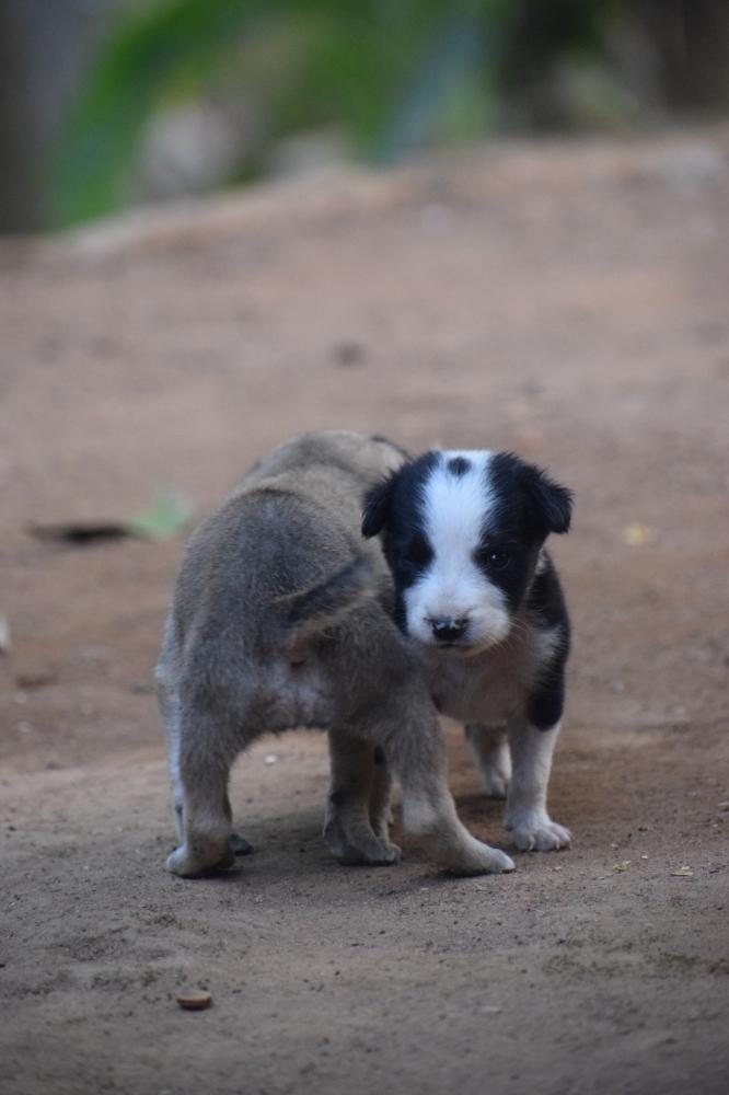 Pets, #cute, #pet, #dog#photooftheday#nature#street photography, #Nature #background #wallpaper #hdclicks #fullHD @sundar, 