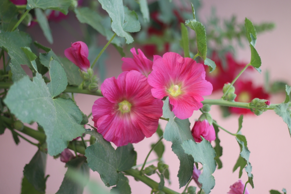 Colorful flowers, colorful, Flowers, 