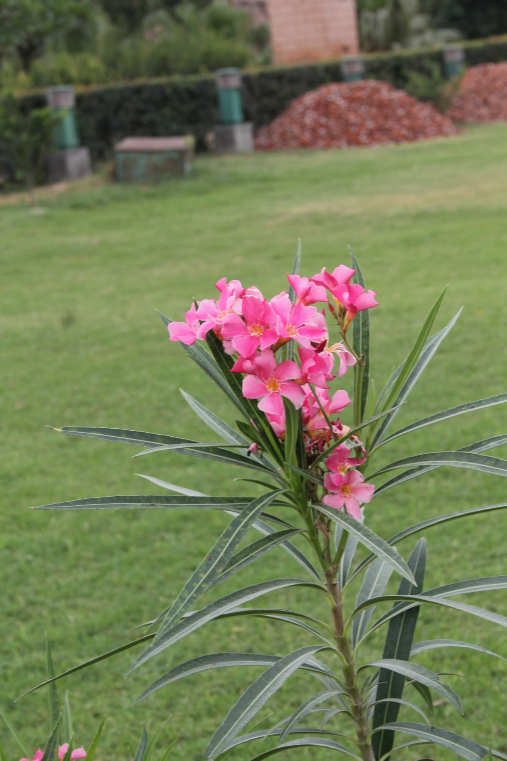 Pink little flowers in the lawn, Pink, flower, green, lawn, beautiful, nature, landscape, wallpaper