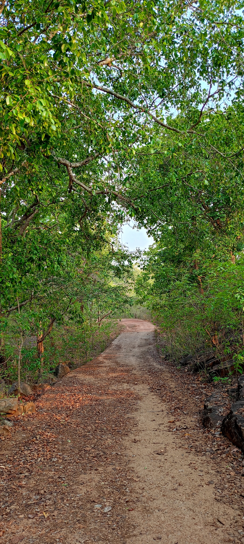 Nature view , #nature #photography #love #instagood #photooftheday #travel #sky #beautiful #art #naturephotography #like #landscape #sunset #photo #picoftheday #instagram #sun #beach #life #winter #sea #fun #cute #clouds #happy #naturelovers #summer #bhfyp, nature landscape background hdclicks fishing wallpaper people stock Fisherman photos photooftheday Bastar kangervalleynationalpark kvnp nationalpark naturephotography Munnabaghel_photography, wildlife HD wallpaper background picture wild animals Nature Photography tree spoteddave indianbird bastar munnabaghelphotography potooftheday Dave nationalpark kvnp forest jungle kangervalleynationalpark jagdalpur awesome birdphotography photosofbird nature gochhatishgarh chhatishgarh photo, summer tirathgarh waterfall waterfalls indianwaterfall  nationalpark kangervalleynationalpark Raipur CG forest HD wallpaper view kangervalley tirathgarh waterfall waterfalls jungle Bastar Chhattisgarh photosoftheday photo gallery wallpaper view kangervalley instapicture instagood viralpic, 