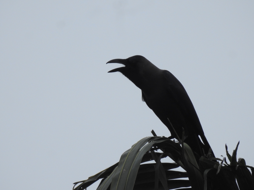 crow in standing coconut tree, crow in standing coconut tree, crow, coconut leaf, crow open mouth, 