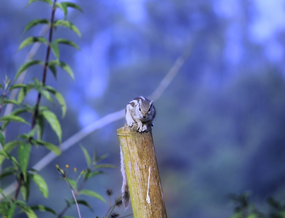 Squirrel , #squirrel #animal #eat #food #tree #animal #mumbai #maharashtra, 