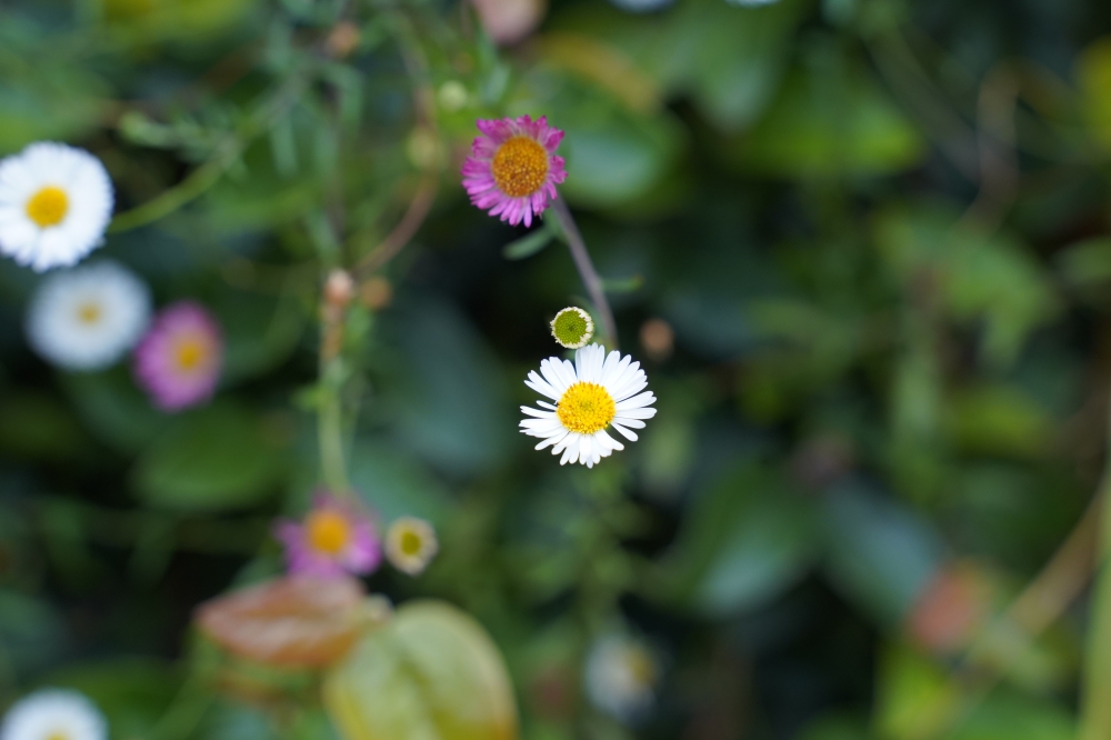 white flower, Flower, scenery, Nature, 