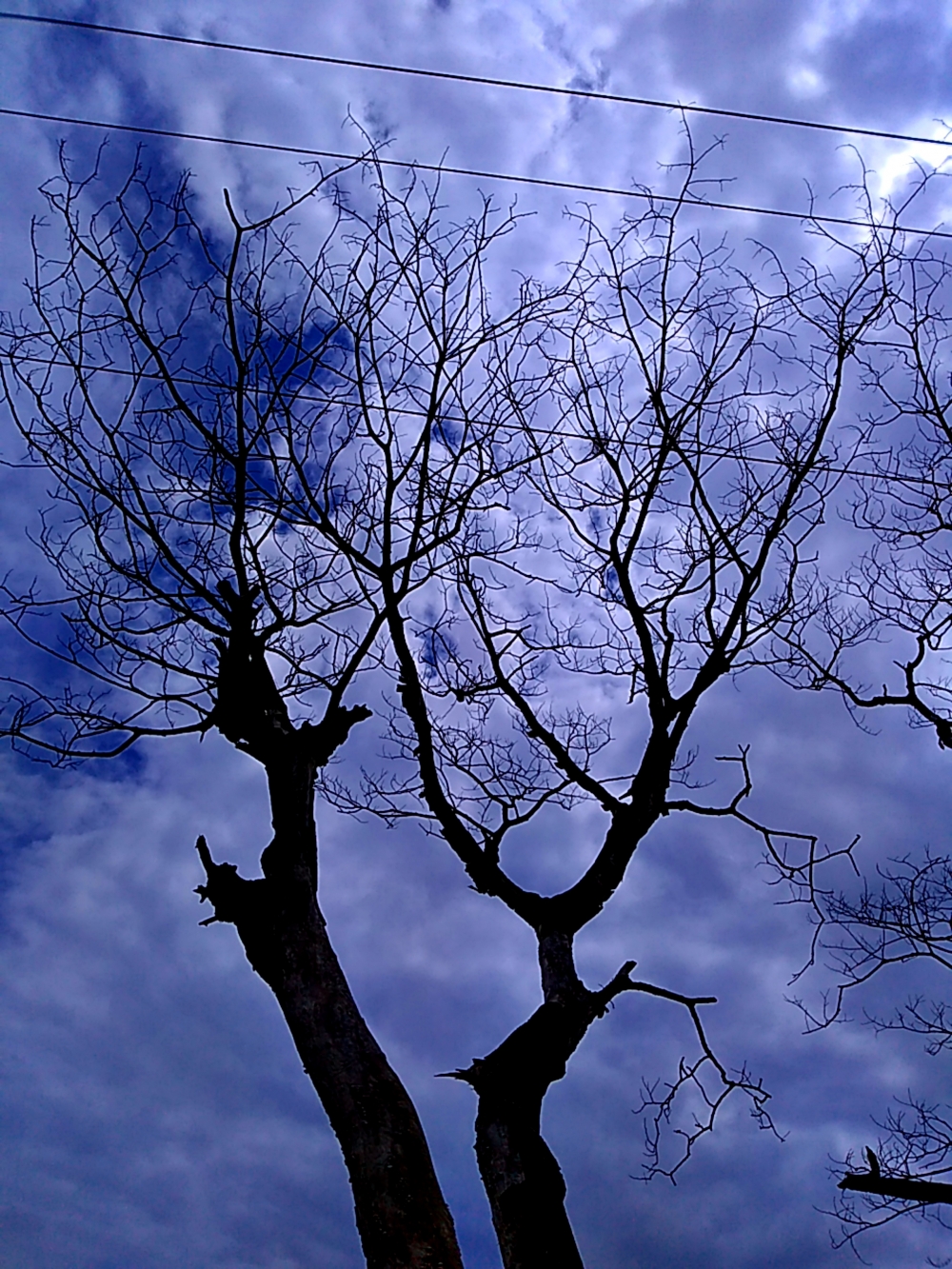 dead tree, tree#nature
