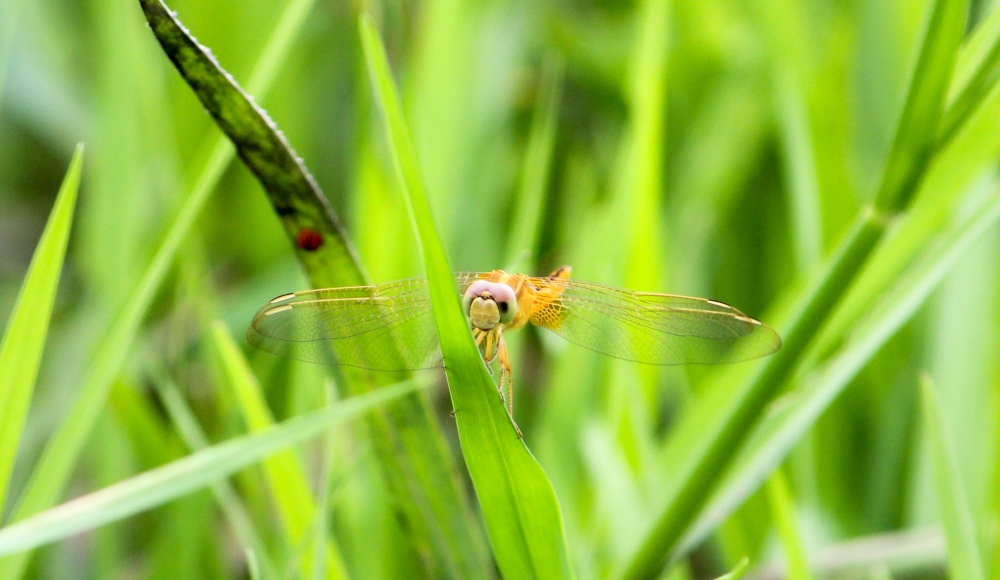 Dragon Fly, Nature, natural, Photography, DSLR, landscape, Green, Green Field, greenery, greens, Assam, Awesome Assam, India, small insects, fly