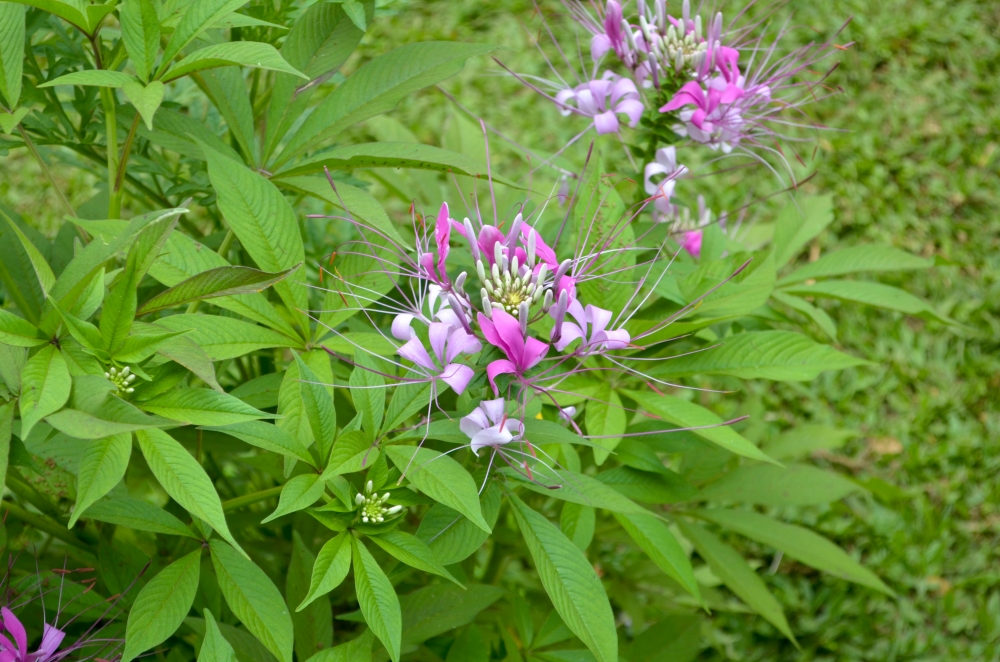 Garden, flower,Green,Garden,nature,background,wallpaper,pgclick,Photography,