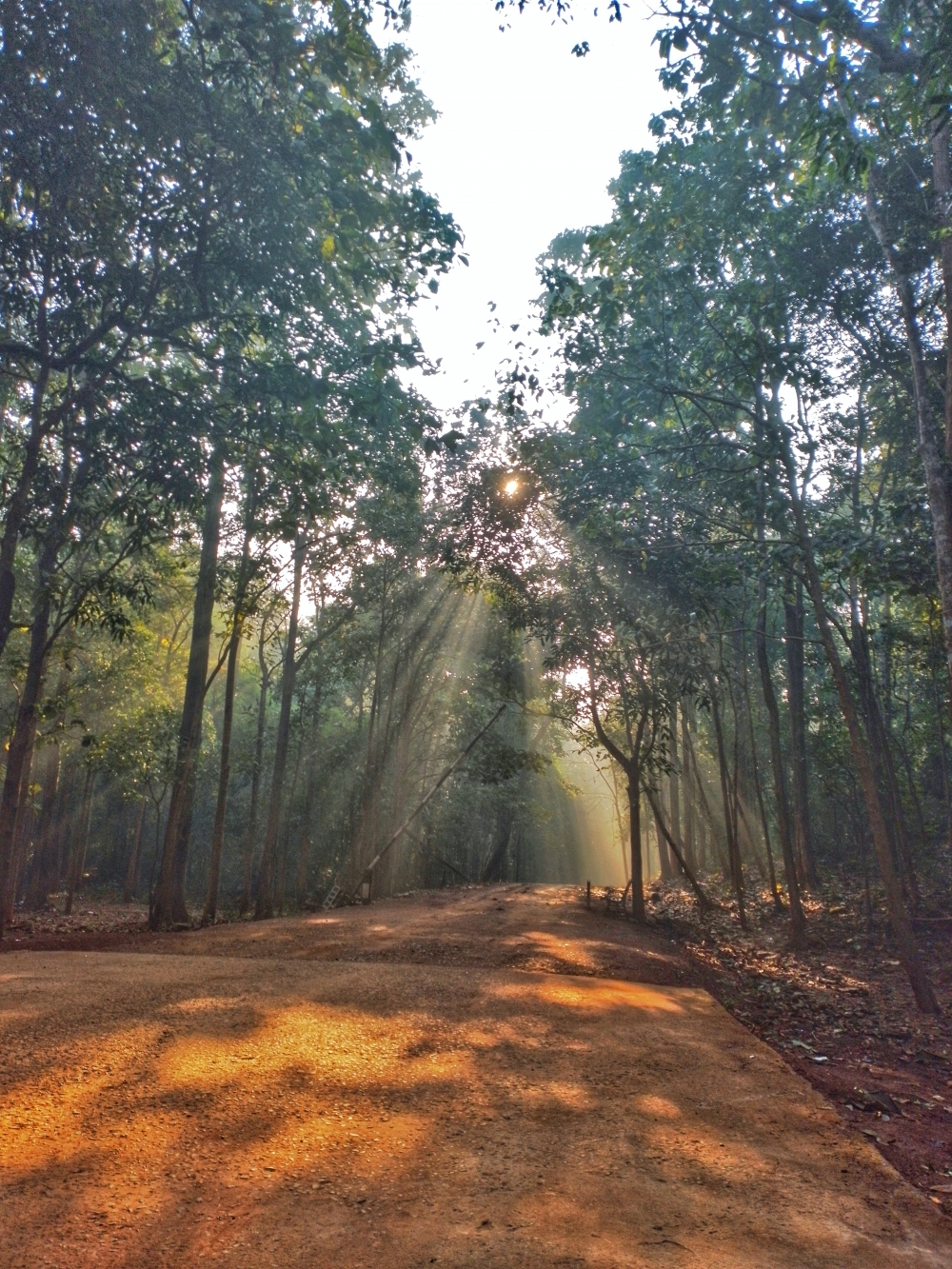 Sun rays , #nature #photography #love #instagood #photooftheday #travel #sky #beautiful #art #naturephotography #like #landscape #sunset #photo #picoftheday #instagram #sun #beach #life #winter #sea #fun #cute #clouds #happy #naturelovers #summer #bhfyp, morningrays nature forest jungle munnabaghelphotography kvnp nationalpark bastar kangervalleynationalpark jagdalpur explore landscape gochhatishgarh bastarpicture photooftheday tree green wild Hill, 