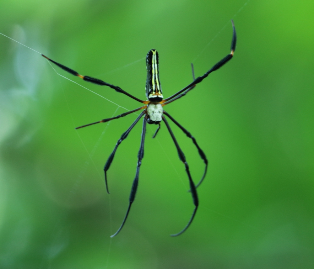 spider, spider, man, makadi, jala, net, new, , fresh, nature, wild, moringg, #nature #photography #love #instagood #photooftheday #travel #sky #beautiful #art #naturephotography #like #landscape #sunset #photo #picoftheday #instagram #sun #beach #life #winter #sea #fun #cute #clouds #happy #naturelovers #summer #bhfyp, 