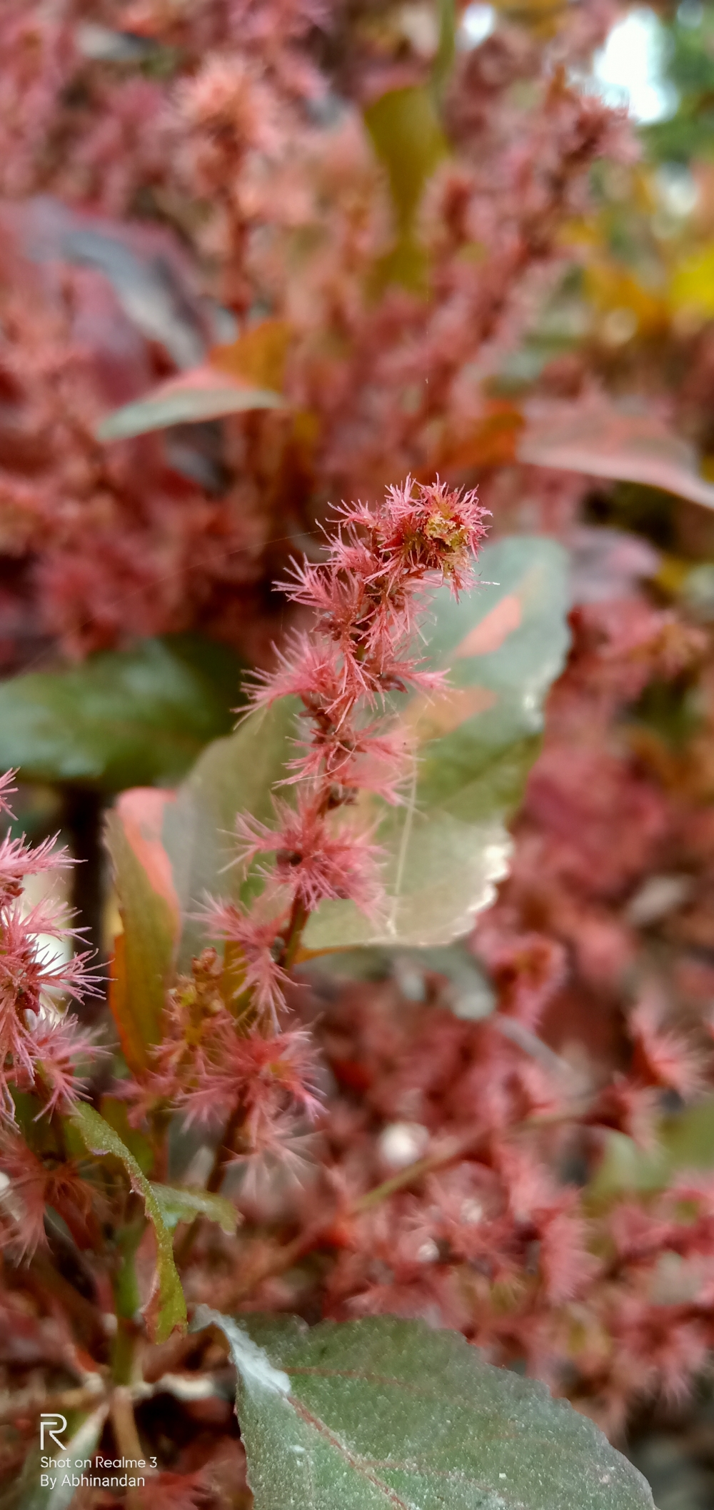 A leaf , #Nature #background #wallpaper #hdclicks #fullHD @sundar, 