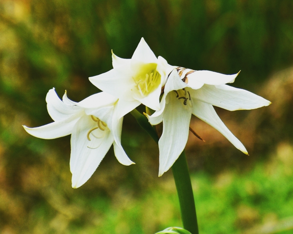 Flower, Flower, Nature, 