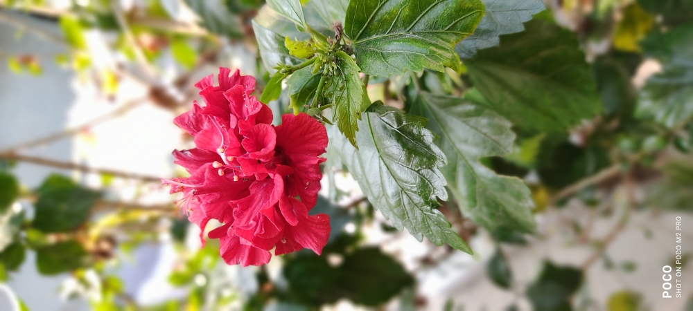 Red flower, flower