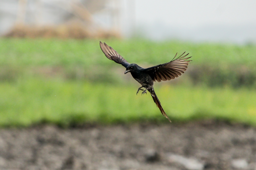 Bird, #birds #wildlife, 