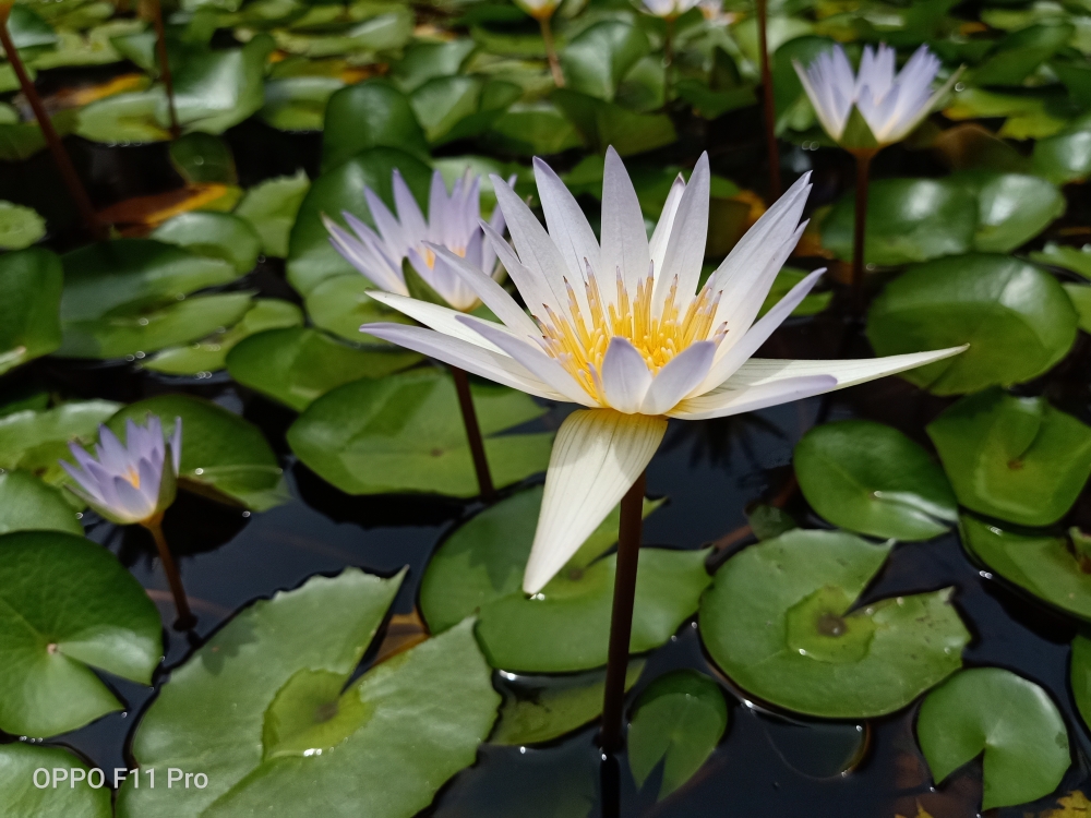 Pond flower, #Flowers #pond flower