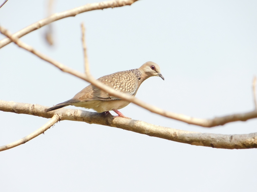 Bird , Umesh Singh photography 