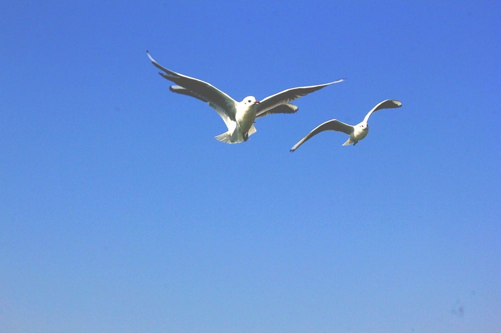 Seagulls in flight, seagulls, sky, ocean, blue, flying, beautiful