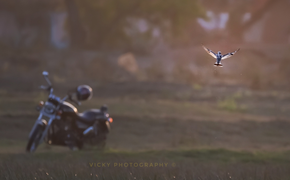 Bird & Thunderbird , bullet, Royal enfield, 